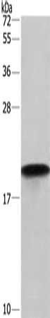 PPIF antibody