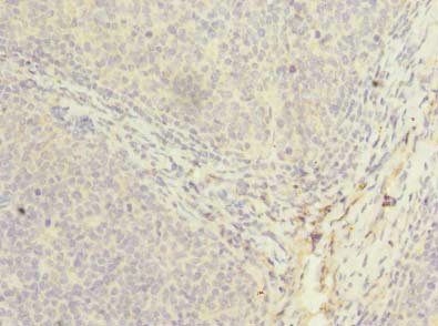 PPIH Antibody
