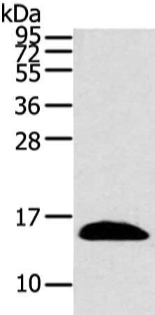 PPIL1 antibody