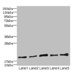 PPIL3 Antibody