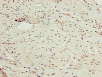 PPIL4 Antibody