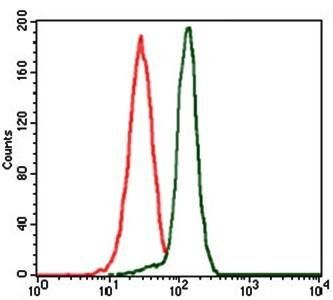 PPM1A Antibody