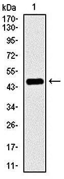 PPM1A Antibody