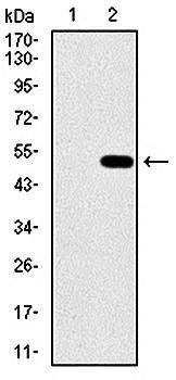 PPM1A Antibody