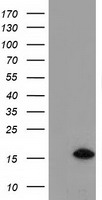 PPME1 Antibody