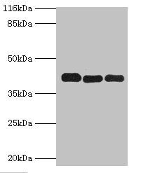 PPME1 antibody