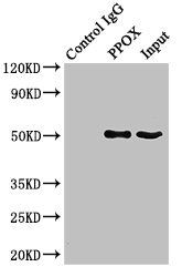 PPOX antibody