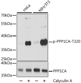PPP1CA (Phospho-T320) antibody