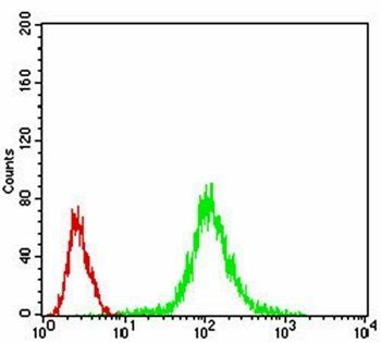 PPP1CB Antibody