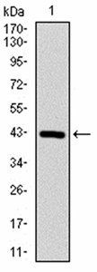 PPP1CB Antibody