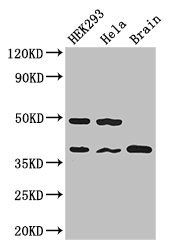 PPP1CC antibody