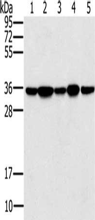 PPP1CC antibody