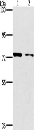 PPP1R13L Antibody
