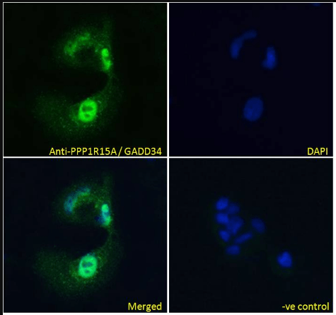 Goat anti-PPP1R15A / GADD34 Antibody