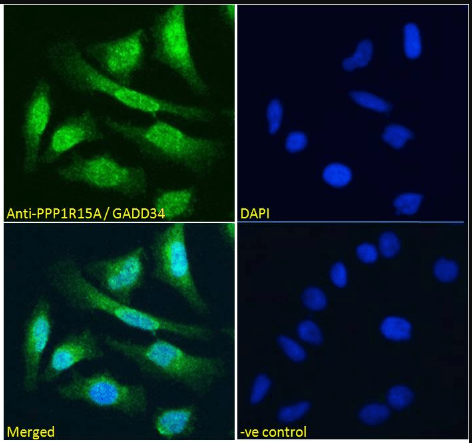 Goat anti-PPP1R15A / GADD34 Antibody