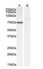 Goat anti-PPP1R15A / GADD34 Antibody