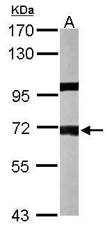 PPP1R16A antibody [N1C3]