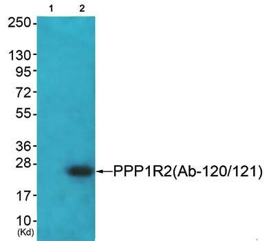 PPP1R2 antibody