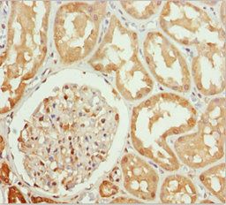 PPP1R8 Antibody