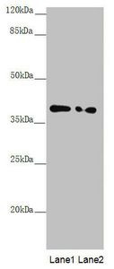 PPP1R8 antibody