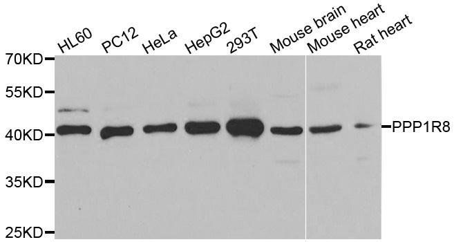 PPP1R8 antibody