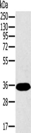 PPP2CA Antibody