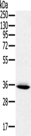 PPP2CA Antibody
