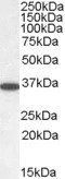 Goat anti-PPP2CA / PPP2CB Antibody
