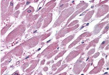 Goat anti-PP2A / PPP2R1A Antibody