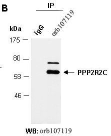 PPP2R2C antibody