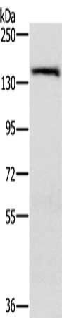 PPP2R3A Antibody
