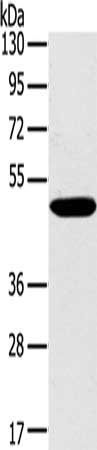 PPP2R3C Antibody