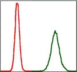 PPP2R4 Antibody