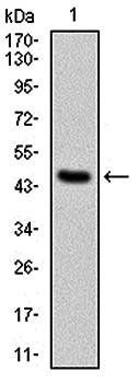 PPP2R4 Antibody