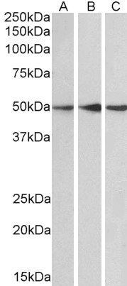 Goat anti-PPP2R5E Antibody