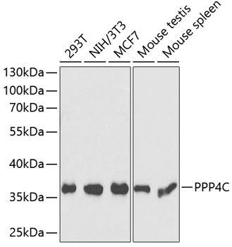 PPP4C antibody