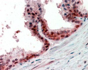 Goat anti-PPP4C Antibody