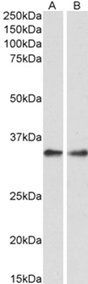 Goat anti-PPP4C Antibody