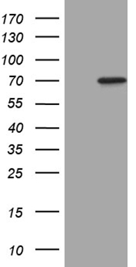 PRTN3 Antibody
