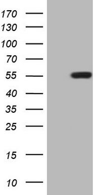 PRTN3 Antibody