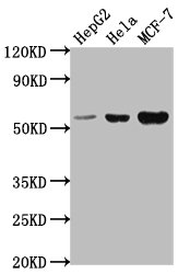 PRAMEF18 antibody