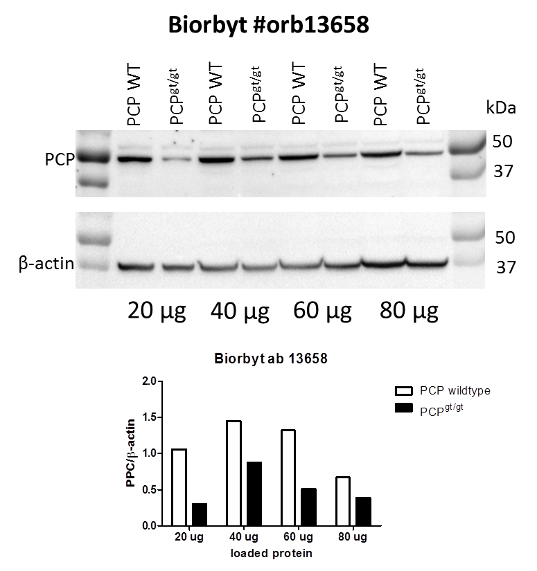 PRCP antibody