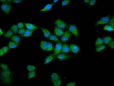 PRDM11 antibody