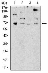 PRDM5 Antibody