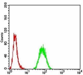 PRDM5 Antibody