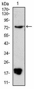 PRDM5 Antibody