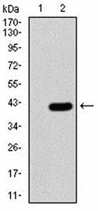 PRDM5 Antibody