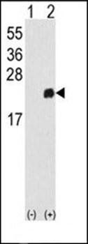 PRDX1 antibody