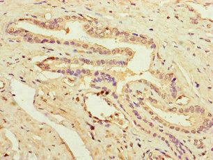PRDX2 Antibody