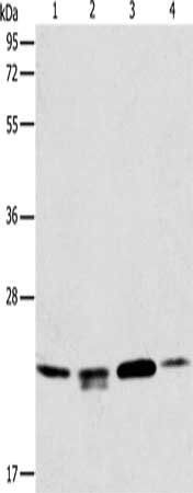 PRDX2 Antibody
